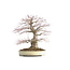 Acer palmatum, 48 cm, ± 40 years old, with a nebari of 15 cm and in a Japanese pot
