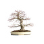 Acer palmatum, 48 cm, ± 40 years old, with a nebari of 15 cm and in a Japanese pot