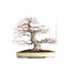 Acer palmatum, 48 cm, ± 40 years old, with a nebari of 15 cm and in a Japanese pot