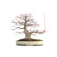 Acer palmatum, 48 cm, ± 40 years old, with a nebari of 15 cm and in a Japanese pot