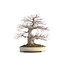 Acer palmatum, 48 cm, ± 40 jaar oud, met een nebari van 15 cm en in een Japanse pot