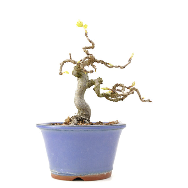 Carpinus coreana Yamadori, 15,5 cm, ± 35 jaar oud