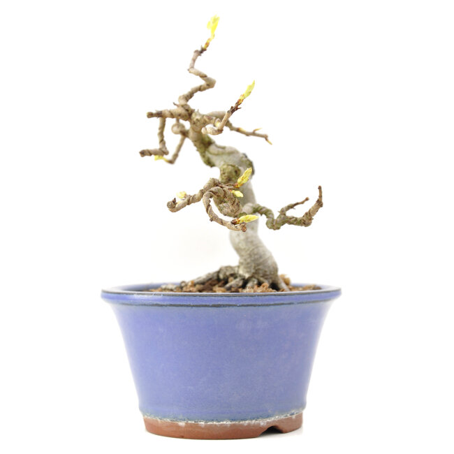 Carpinus coreana Yamadori, 15,5 cm, ± 35 ans