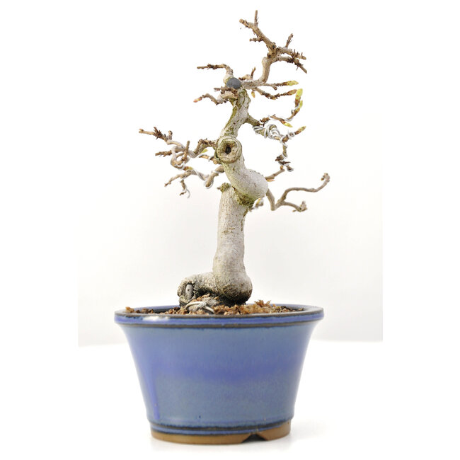 Carpinus coreana Yamadori, 18 cm, ± 35 years old