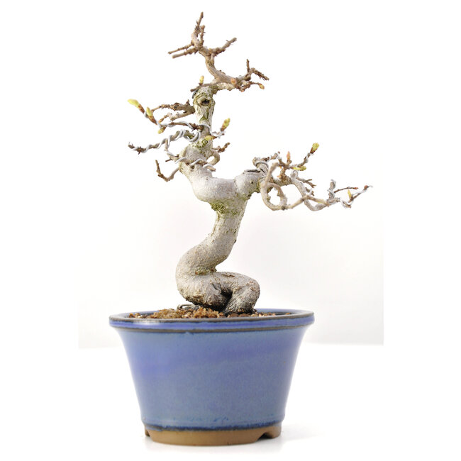 Carpinus coreana Yamadori, 18 cm, ± 35 anni