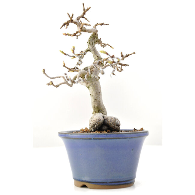 Carpinus coreana Yamadori, 18 cm, ± 35 años