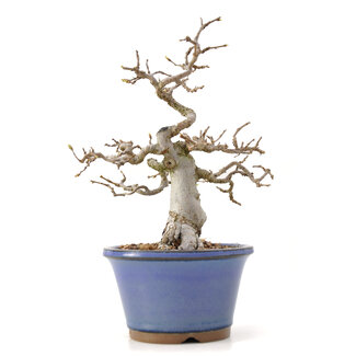 Carpinus coreana Yamadori, 20 cm, ± 35 jaar oud