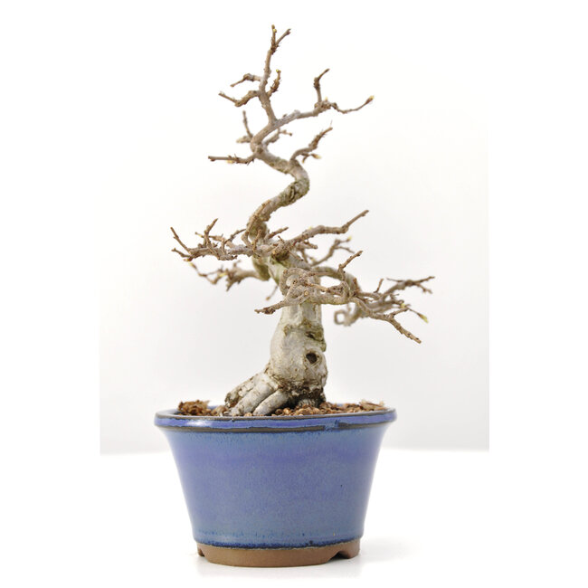 Carpinus coreana Yamadori, 20 cm, ± 35 anni