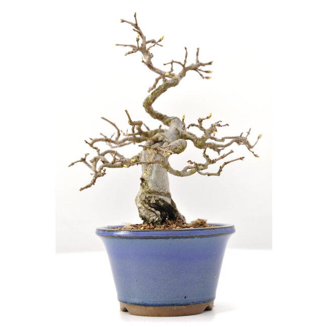 Carpinus coreana Yamadori, 20 cm, ± 35 years old