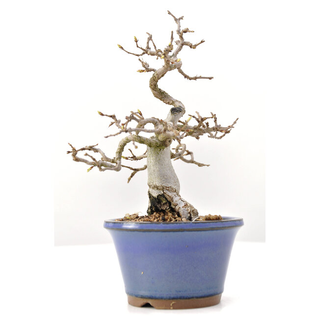 Carpinus coreana Yamadori, 20 cm, ± 35 ans