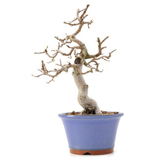 Carpinus coreana Yamadori, 21 cm, ± 35 jaar oud