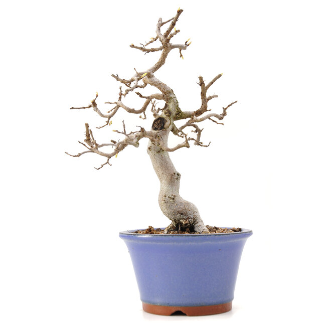 Carpinus coreana Yamadori, 21 cm, ± 35 jaar oud