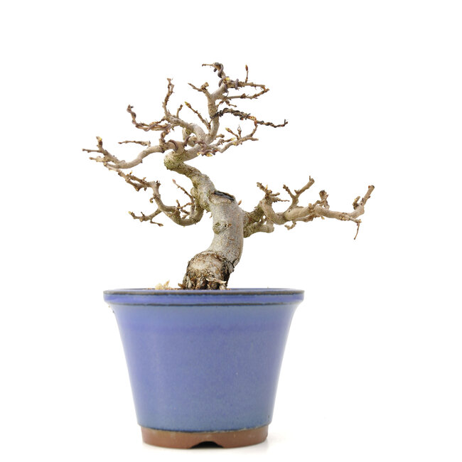 Carpinus coreana Yamadori, 17 cm, ± 35 jaar oud