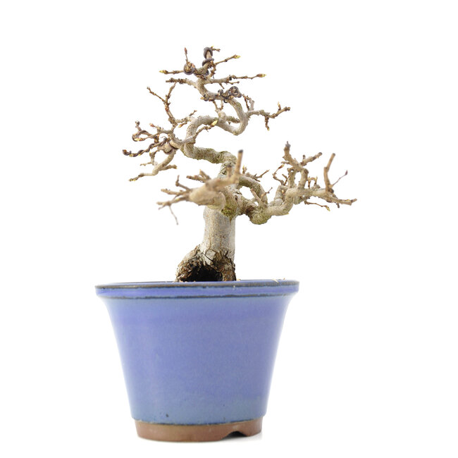 Carpinus coreana Yamadori, 17 cm, ± 35 ans