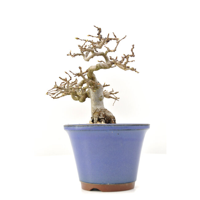 Carpinus coreana Yamadori, 17 cm, ± 35 ans