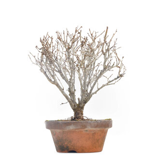 Zelkova serrata, 18 cm, ± 30 jaar oud