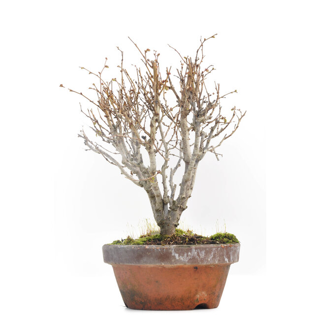 Zelkova serrata, 18,5 cm, ± 30 jaar oud