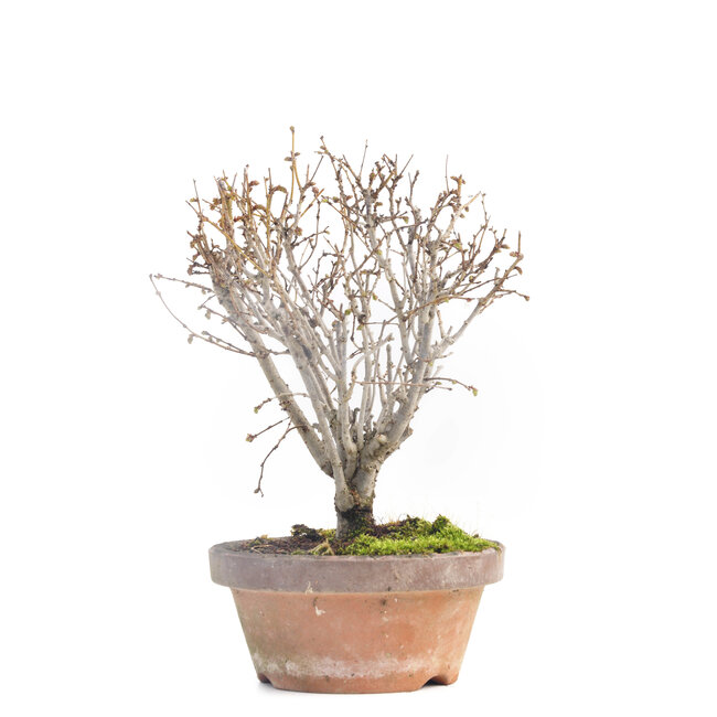 Zelkova serrata, 17 cm, ± 30 años