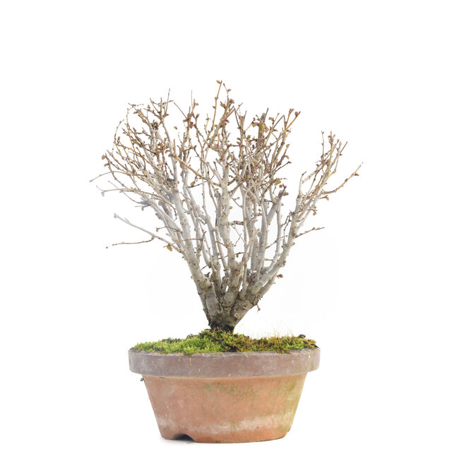 Zelkova serrata, 17 cm, ± 30 años