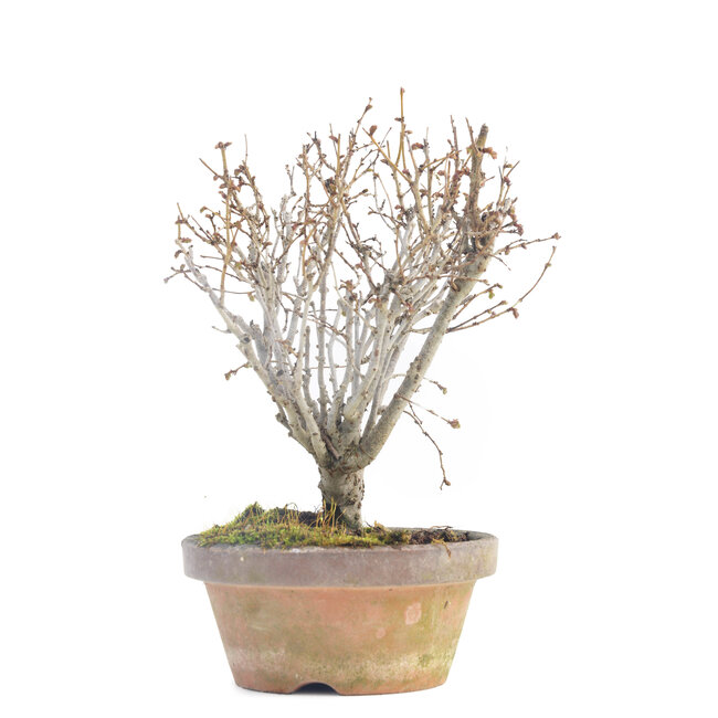 Zelkova serrata, 17 cm, ± 30 años