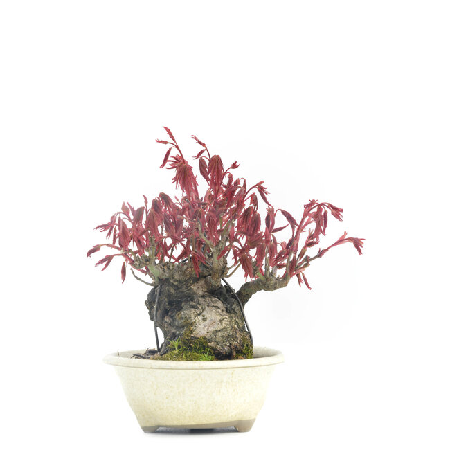 Acer palmatum, 10 cm, ± 30 jaar oud