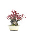 Acer palmatum, 10 cm, ± 30 jaar oud