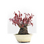 Acer palmatum, 10 cm, ± 30 jaar oud