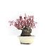 Acer palmatum, 10 cm, ± 30 years old