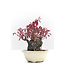 Acer palmatum, 10 cm, ± 30 jaar oud