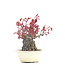 Acer palmatum, 10 cm, ± 30 jaar oud