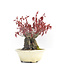 Acer palmatum, 10 cm, ± 30 jaar oud