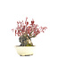 Acer palmatum, 10 cm, ± 30 jaar oud