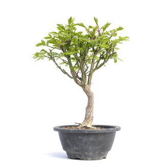 Euonymus alatus, 25,5 cm, ± 12 years old