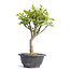 Euonymus alatus, 25,5 cm, ± 12 years old