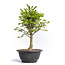 Euonymus alatus, 27 cm, ± 12 years old