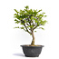 Euonymus alatus, 27 cm, ± 12 years old