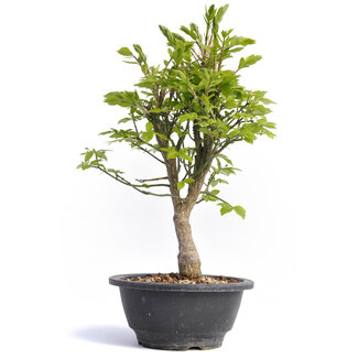 Euonymus alatus, 30 cm, ± 12 years old