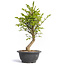 Euonymus alatus, 30 cm, ± 12 years old