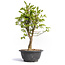 Euonymus alatus, 30 cm, ± 12 years old