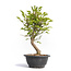 Euonymus alatus, 30 cm, ± 12 years old