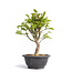 Euonymus alatus, 26,5 cm, ± 12 years old