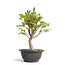 Euonymus alatus, 26,5 cm, ± 12 years old