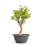 Euonymus alatus, 26,5 cm, ± 12 years old