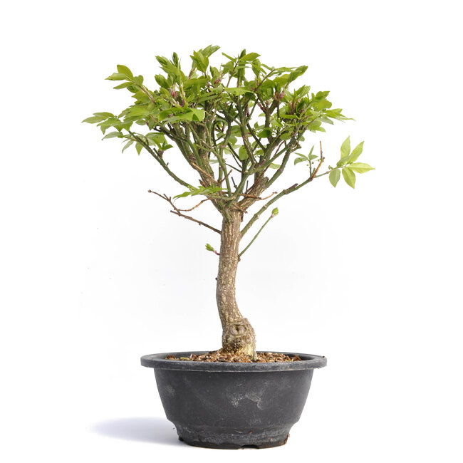 Euonymus alatus, 28 cm, ± 12 years old