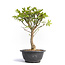 Euonymus alatus, 28 cm, ± 12 years old