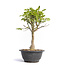 Euonymus alatus, 28 cm, ± 12 years old