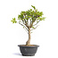 Euonymus alatus, 28 cm, ± 12 years old