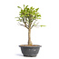 Euonymus alatus, 28 cm, ± 12 years old