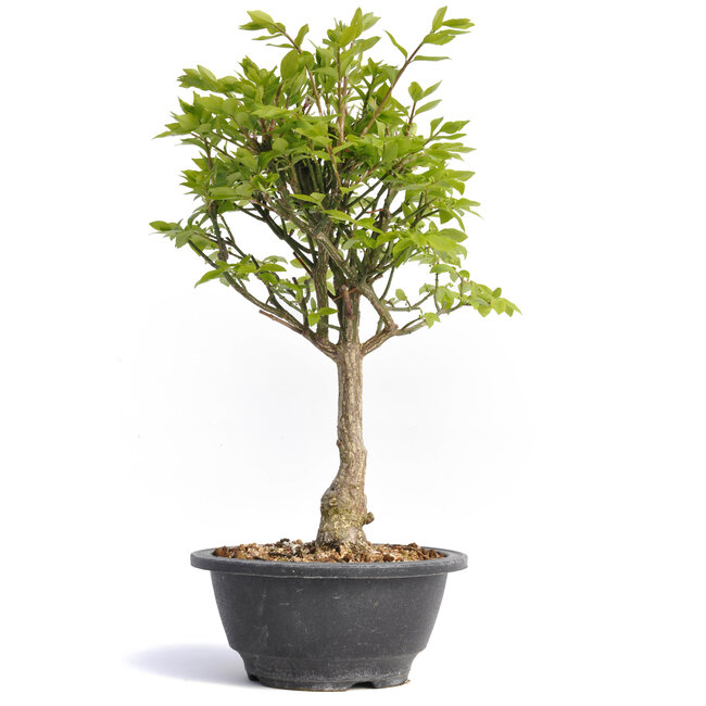 Euonymus alatus, 31 cm, ± 12 years old