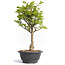 Euonymus alatus, 31 cm, ± 12 years old